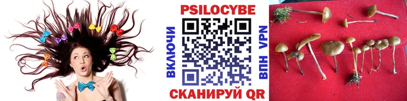Псилоцибиновые грибы Psilocybine cubensis  Рубцовск 